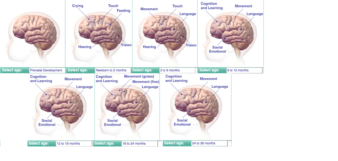 Brain development