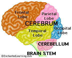 Brainlobes