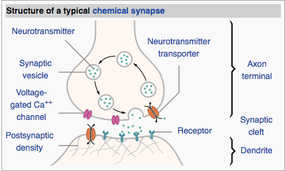Synapse Structure